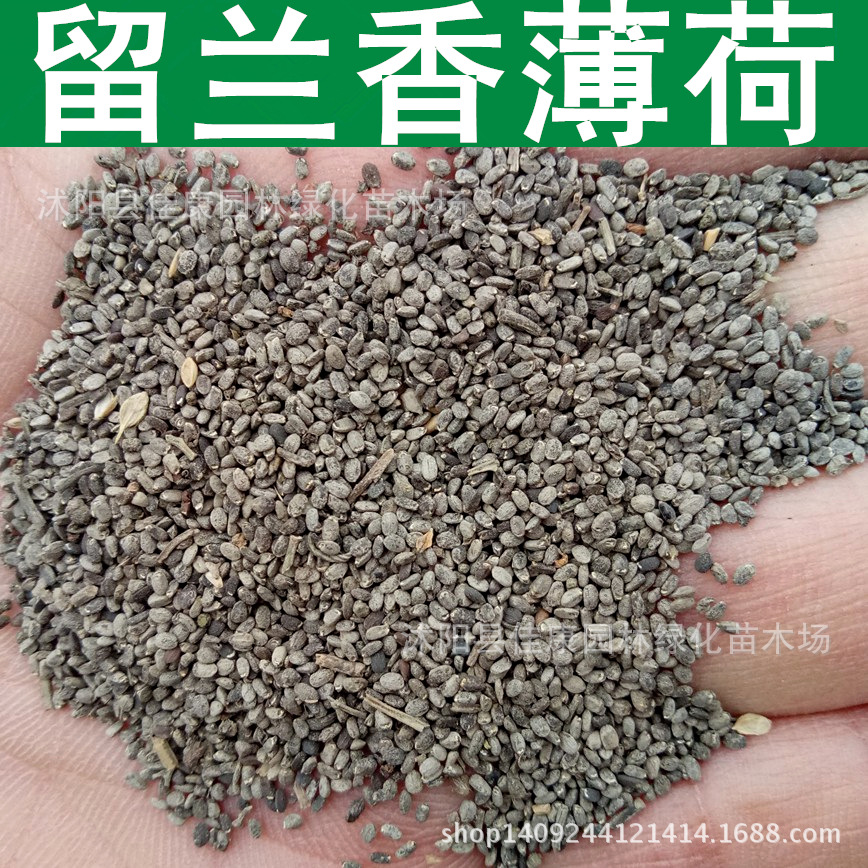留兰香薄荷种子绿薄荷香薄荷种子青薄荷种子1件1斤