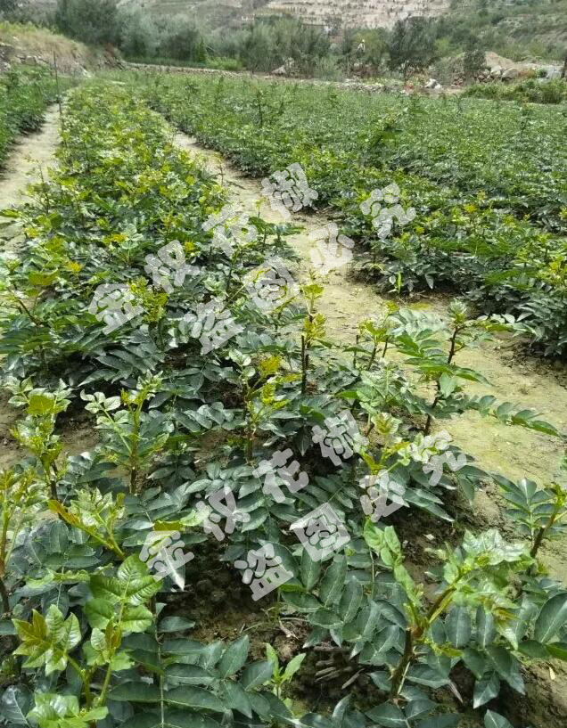 金权无刺花椒树苗 陇南大红袍花椒树苗武都特级花椒树苗