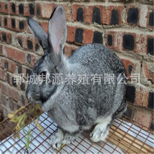 邦源养兔场爆销青紫蓝兔/虎皮黄兔/八点黑兔/莲山黑兔/兔苗/种兔