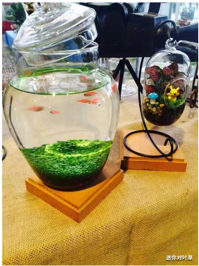 水草种子鱼缸造景水草种子无需co2水草种子水草籽发芽快包活好养