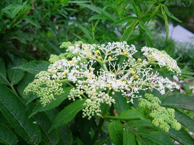 陆英提取物101陆英提取粉现货供应斯诺特厂家