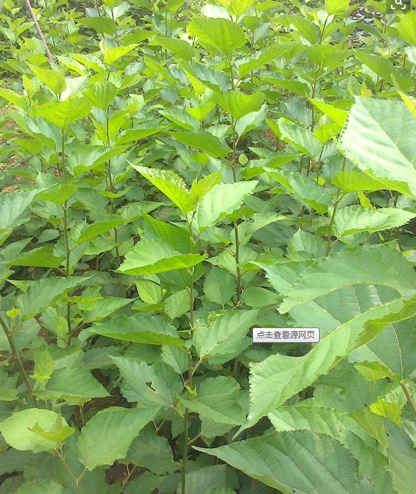 方式播种苗病虫害有品种纯度95风格现代简约,中式颜色大叶桑种子一斤