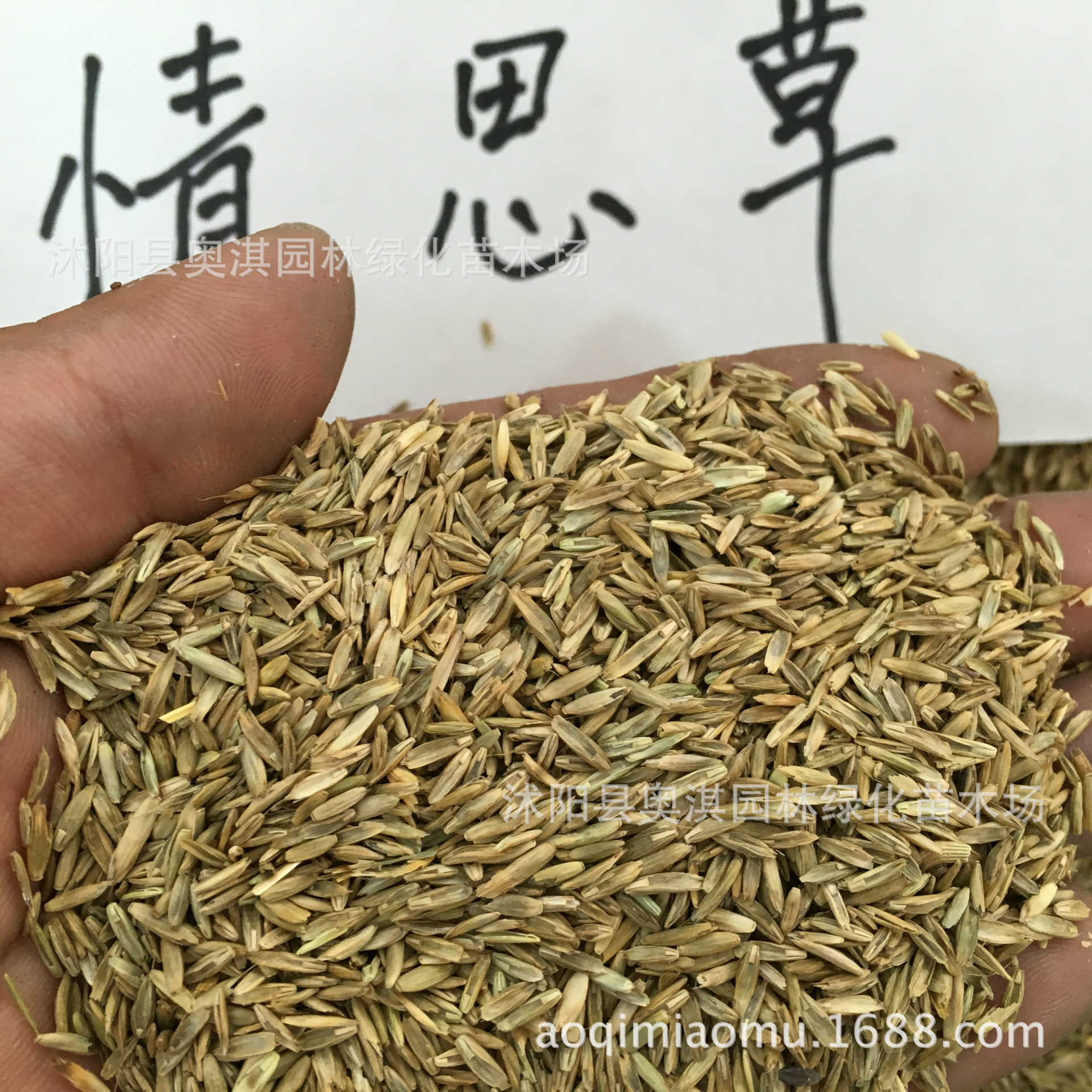 情思草种子 草娃娃种子 室内生态盆栽微景观迷你植物创意桌面摆件