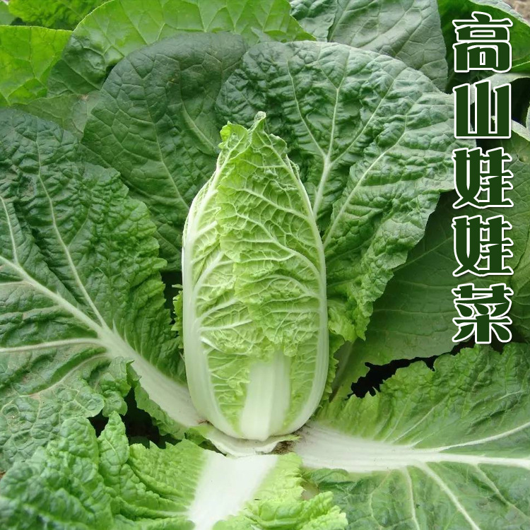 【高山娃娃菜种子】一代杂交小白菜种子 口感好 易种植 10g