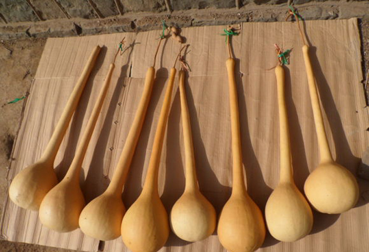 长柄油锤葫芦种子苹果葫芦籽天鹅鹤首葫芦种子大葫芦庭院景区观赏