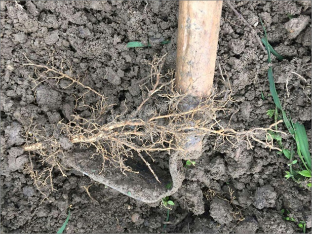 果树都是根养叶,叶养根,根系差的树,就如根基不稳的大楼,随时容易出