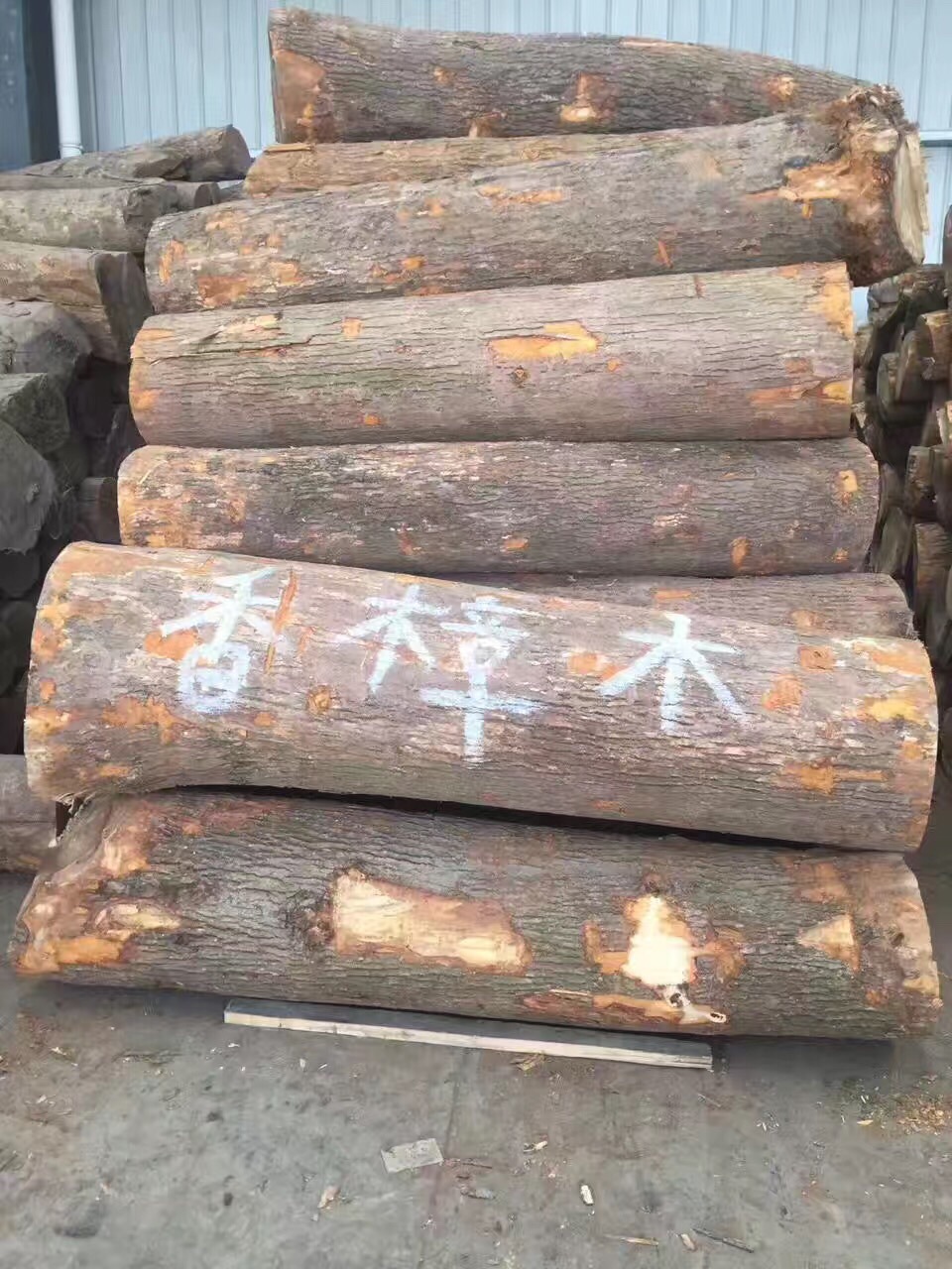 供应 国产香樟木 进口马来西亚香樟板材 原木烘干板材 驱虫.