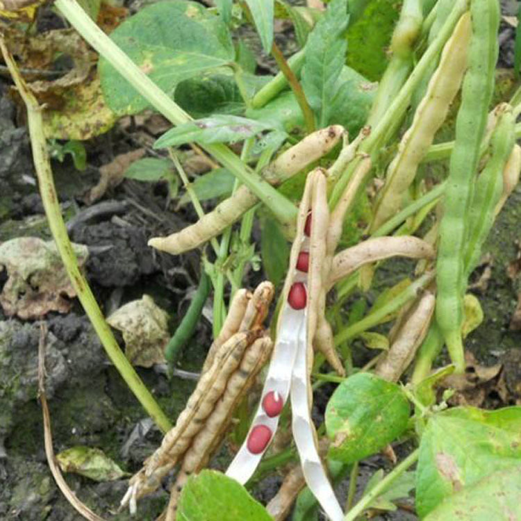 优质红小豆出口级别多种规格产地直销红小豆厂家批发宝清红