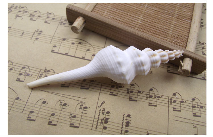 天然海螺贝壳长白旋螺品相好家居装饰收藏精品拍照道具鱼缸装饰