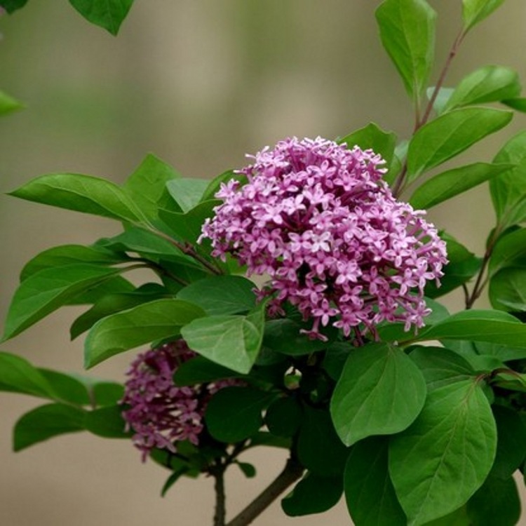 丁香粉丁香浓缩粉