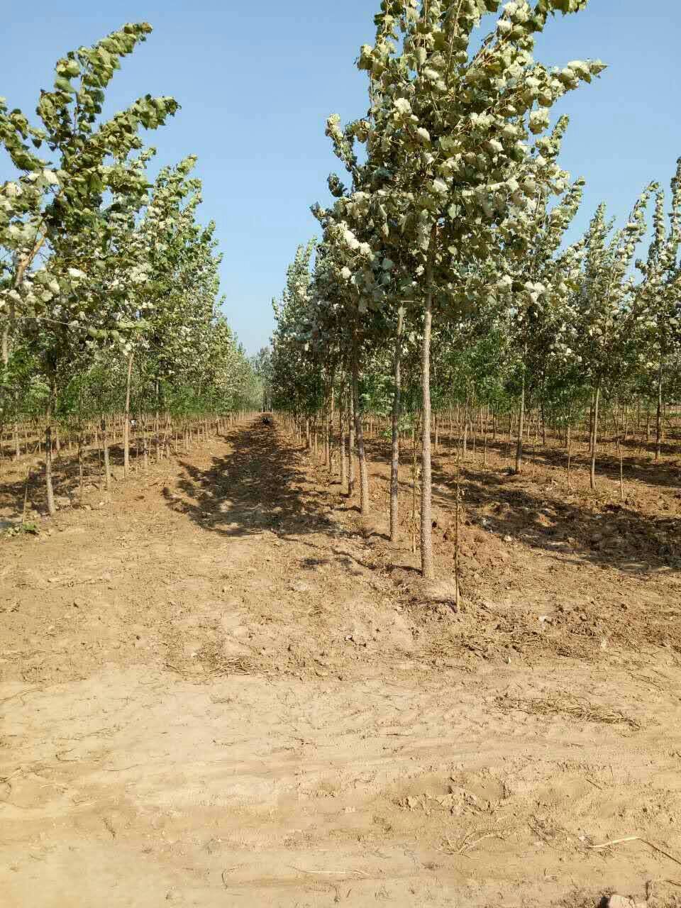 供应防护林大乔木园林植物115公分速生杨毛白杨苗