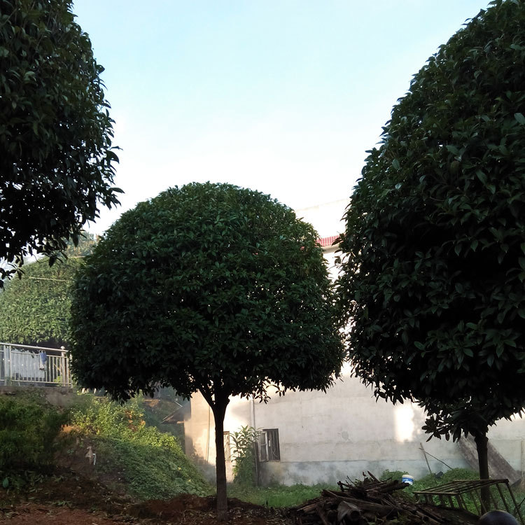 精品高杆四季桂 庭院景观绿化树四季桂 货源充足 多规格 价优