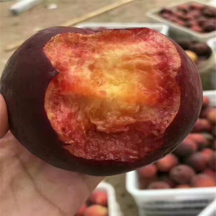 桃树新品种黑桃皇后桃树苗黑皮黑肉的桃树苗价格九月份成熟