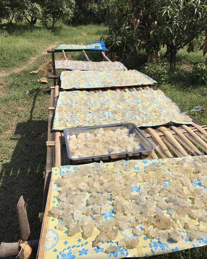 拉丝雪燕 野生植物燕窝搭配桃胶皂角米 拉丝好产地直销 一手货源