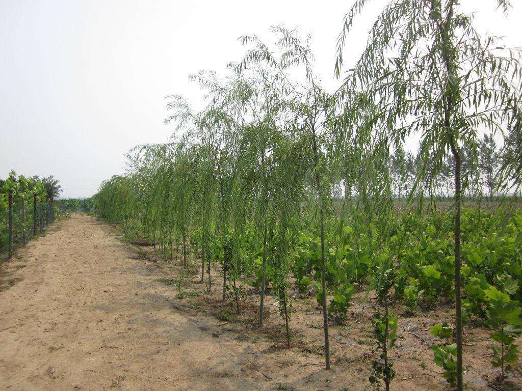 垂柳小苗树苗柳树枝条垂杨柳树苗竹柳树苗黄金柳金丝垂柳批发直柳