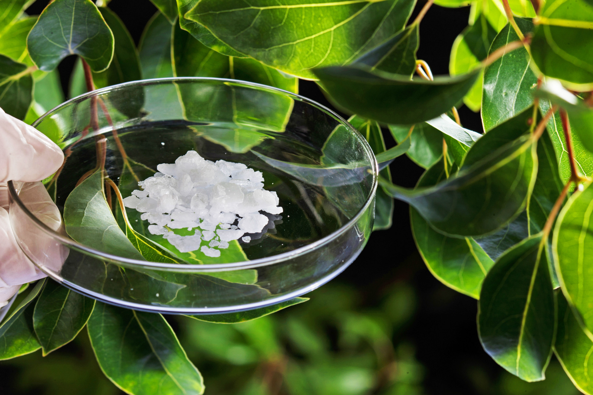 江西厂家 天然冰片 右旋龙脑 天然龙脑樟植物提取 饮片 原料