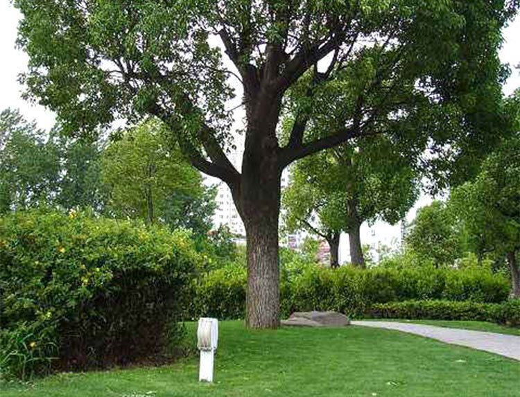 苗圃香樟树批发 量大优惠货源足 广西15-20 大香樟树乔木