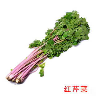 红芹菜种嫩型 彩色芹菜种子 营养丰富 特菜种子20粒