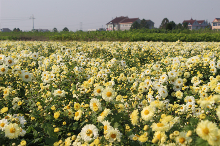 散装桐乡杭白菊茶叶新货 杭州菊花茶 朵花 源头产地现货散装批发