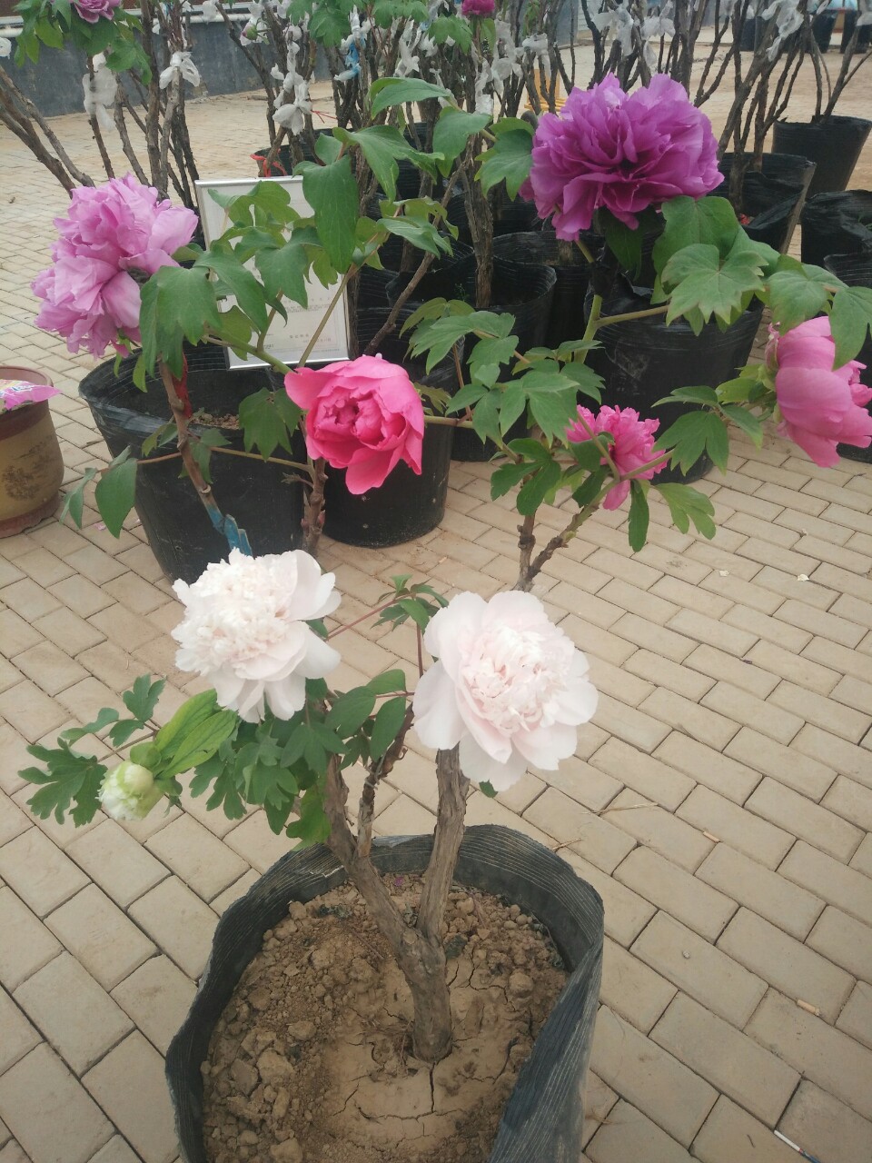 宿根植物芍药花苗 芍药种根盆栽花卉 种球芍药芽头2-3芽 好成活