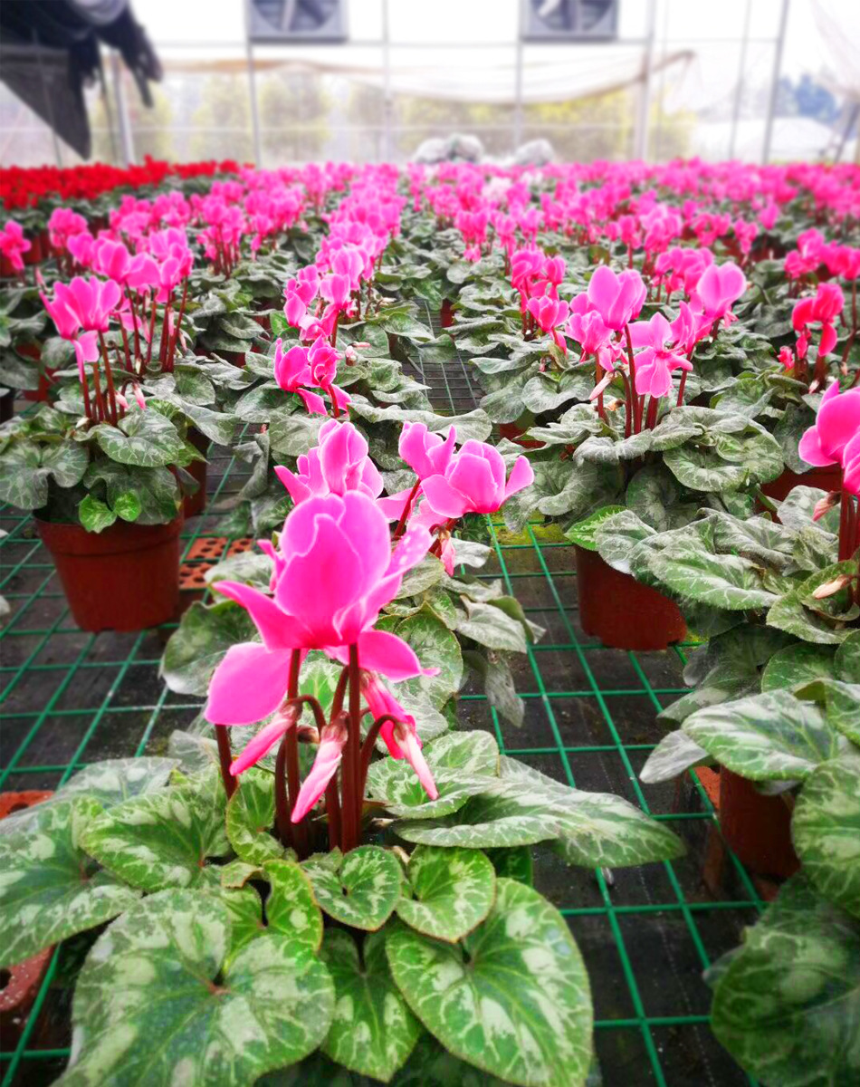 仙客来盆栽 带花苞 四季开花种球花 室内花卉绿植 大棚基地