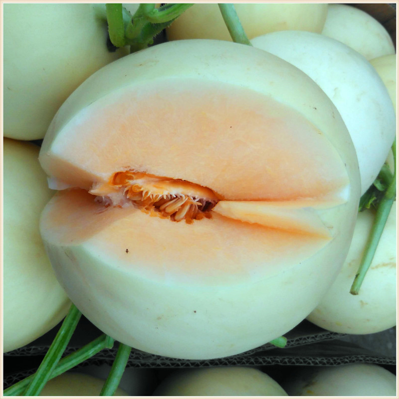 新鲜水果批发阎良红肉甜瓜 正宗西蜜三号白甜瓜 厂家直销水果