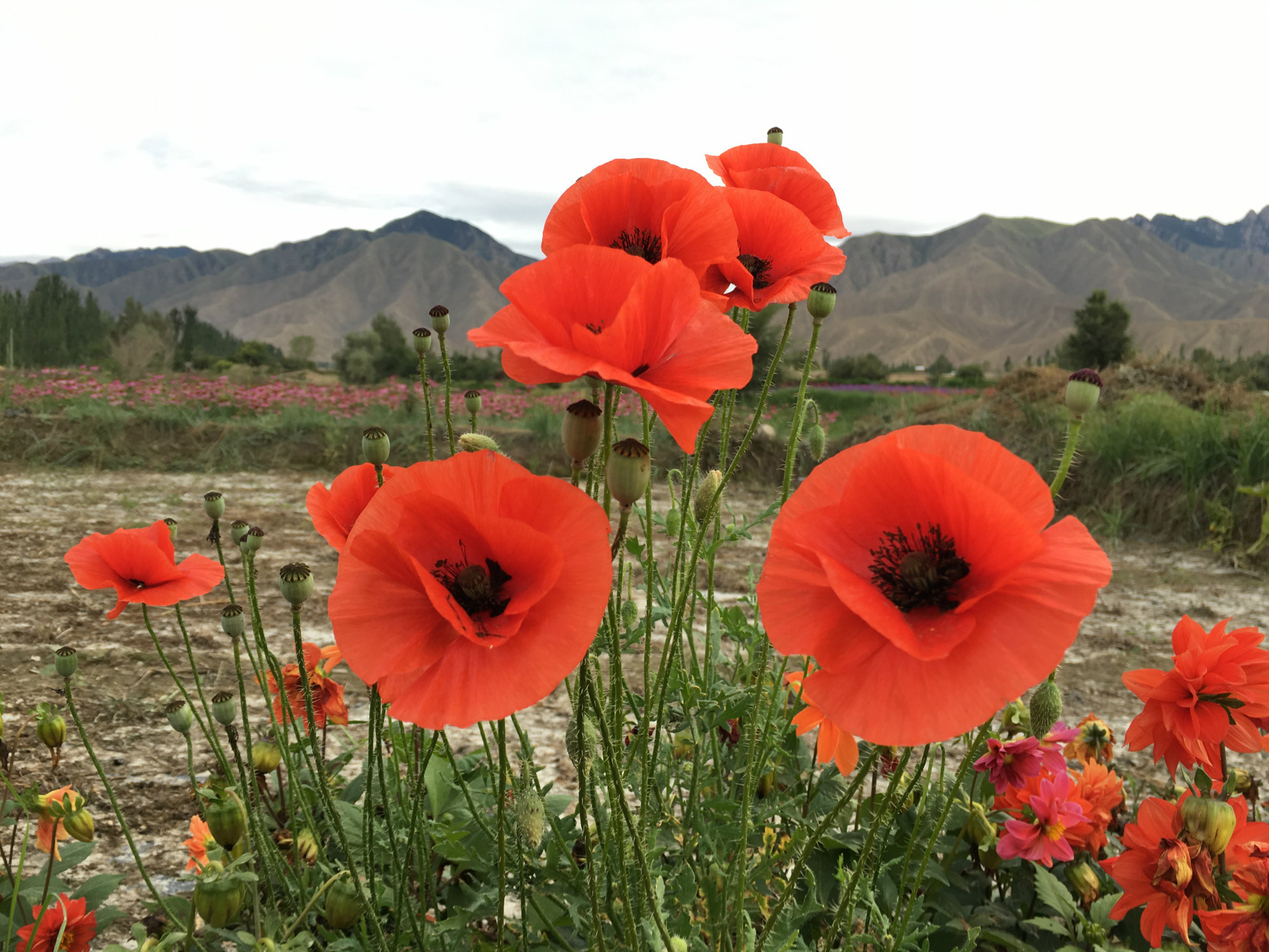 草本花卉东方虞美人子种冰岛虞美人花海花镜绿化品种齐全量大从优