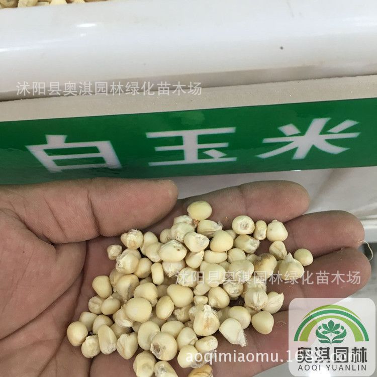 白玉米种子展示