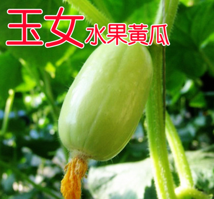 金童玉女水果黄瓜种籽迷你小黄瓜种子春夏季四季阳台盆栽蔬菜种孑