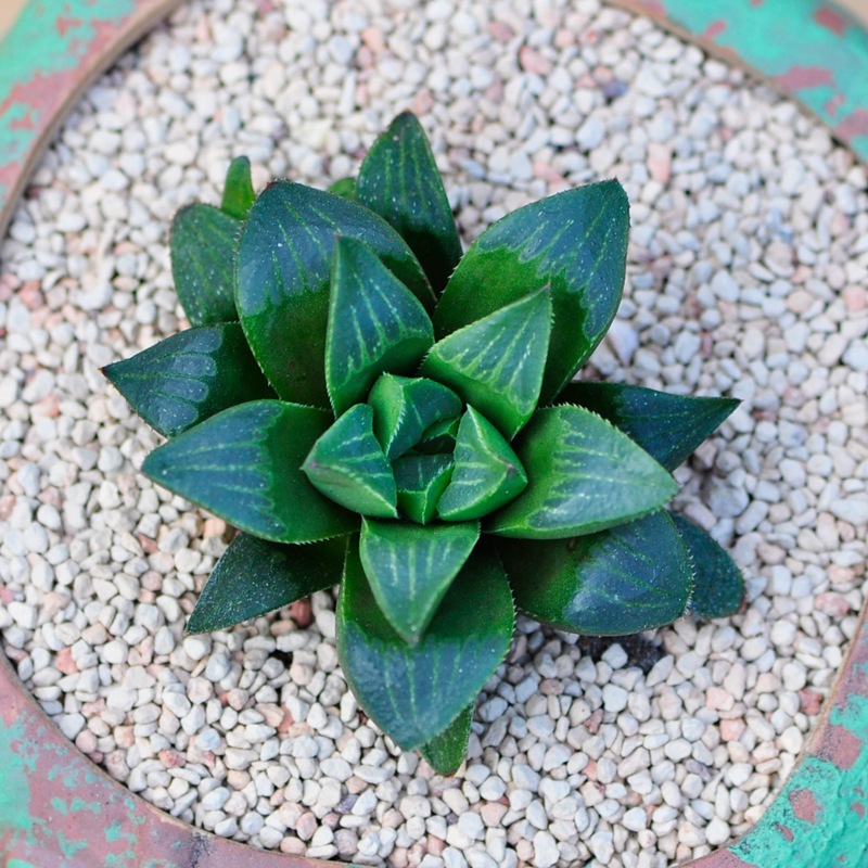 姬寿3-5cm多肉植物玉露宝草十二卷属玉露寿多肉植物办公