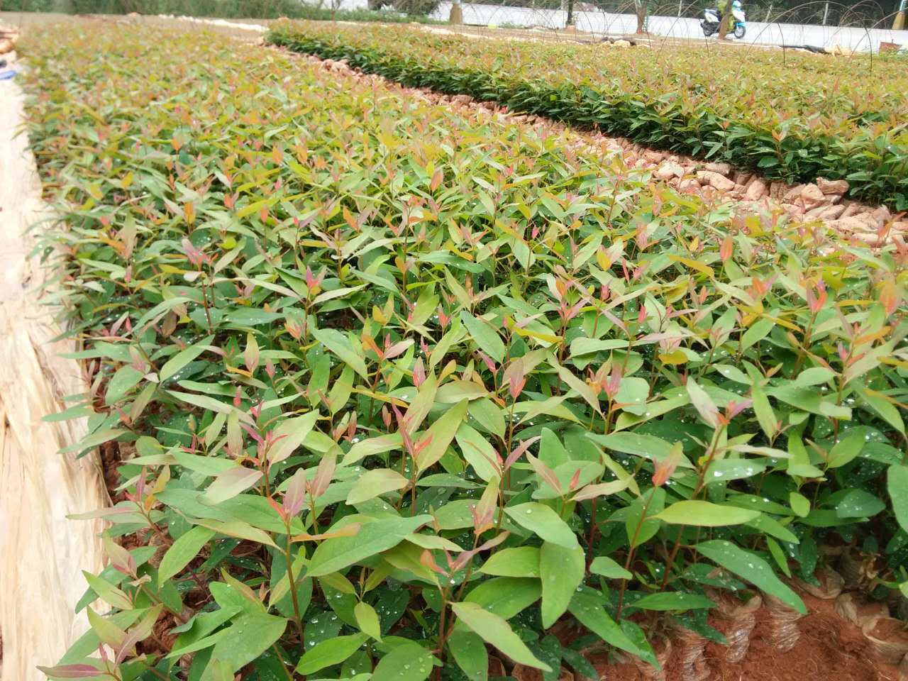 公园路边绿化桉树袋苗 园林植物乔木护林扩坡绿色植被基地直销