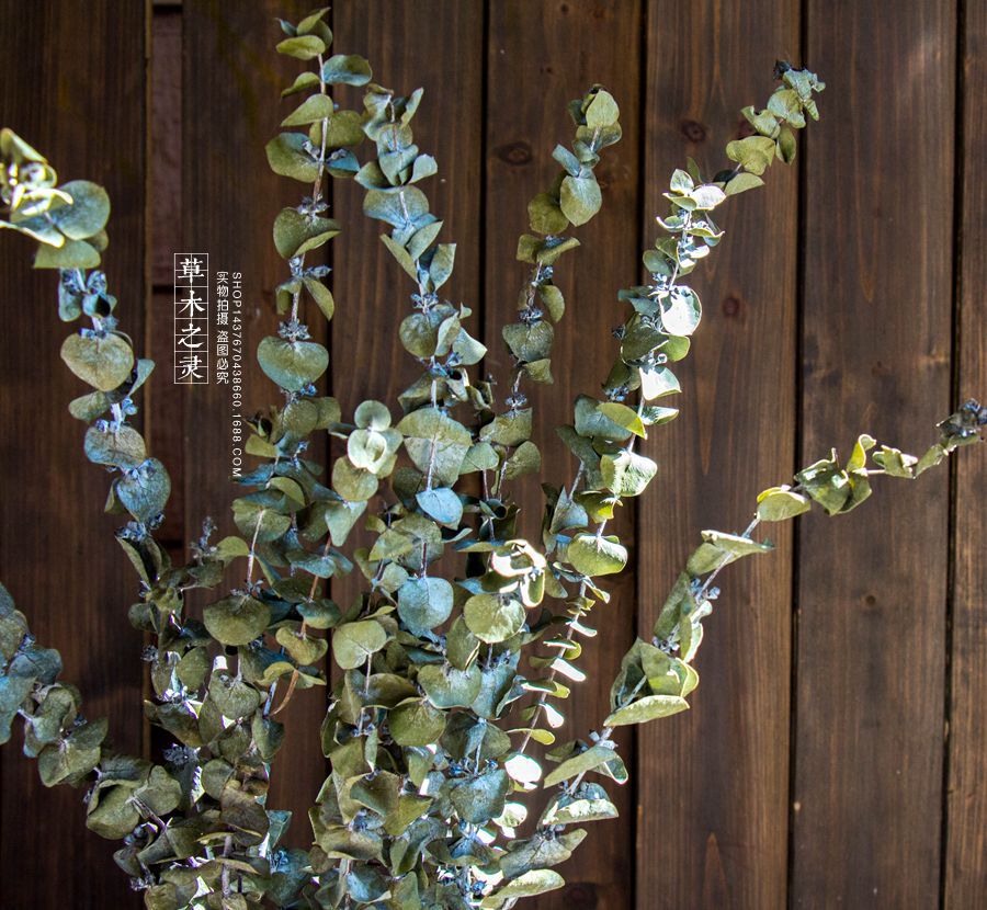 尤加利叶铜钱桉艺术插花家居装饰自然森系拍照道具干花干草