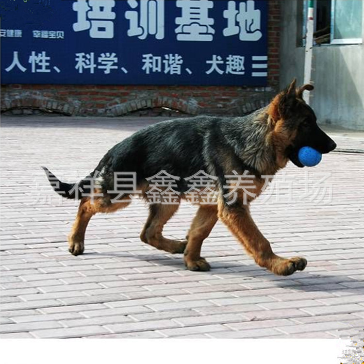 出售幼崽德国黑背牧羊犬 牧羊犬品种 牧羊犬价格 出售