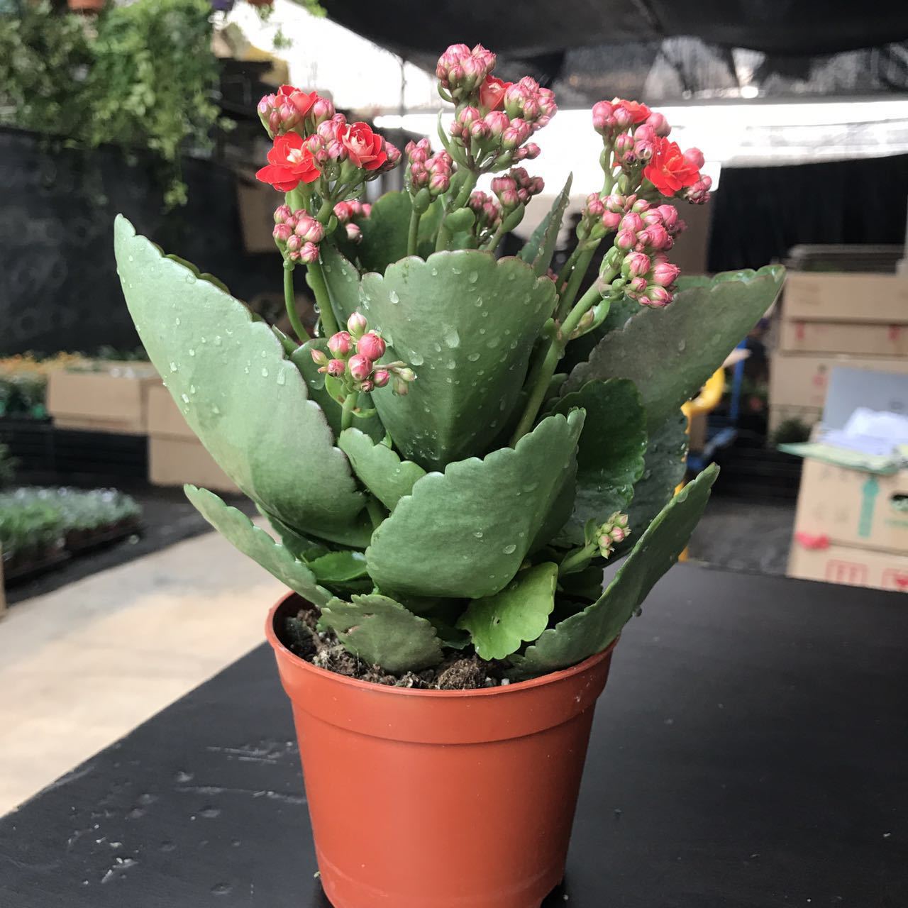广州基地直销 长寿花 圆叶玫瑰红 多肉类 室内植物 花卉盆栽