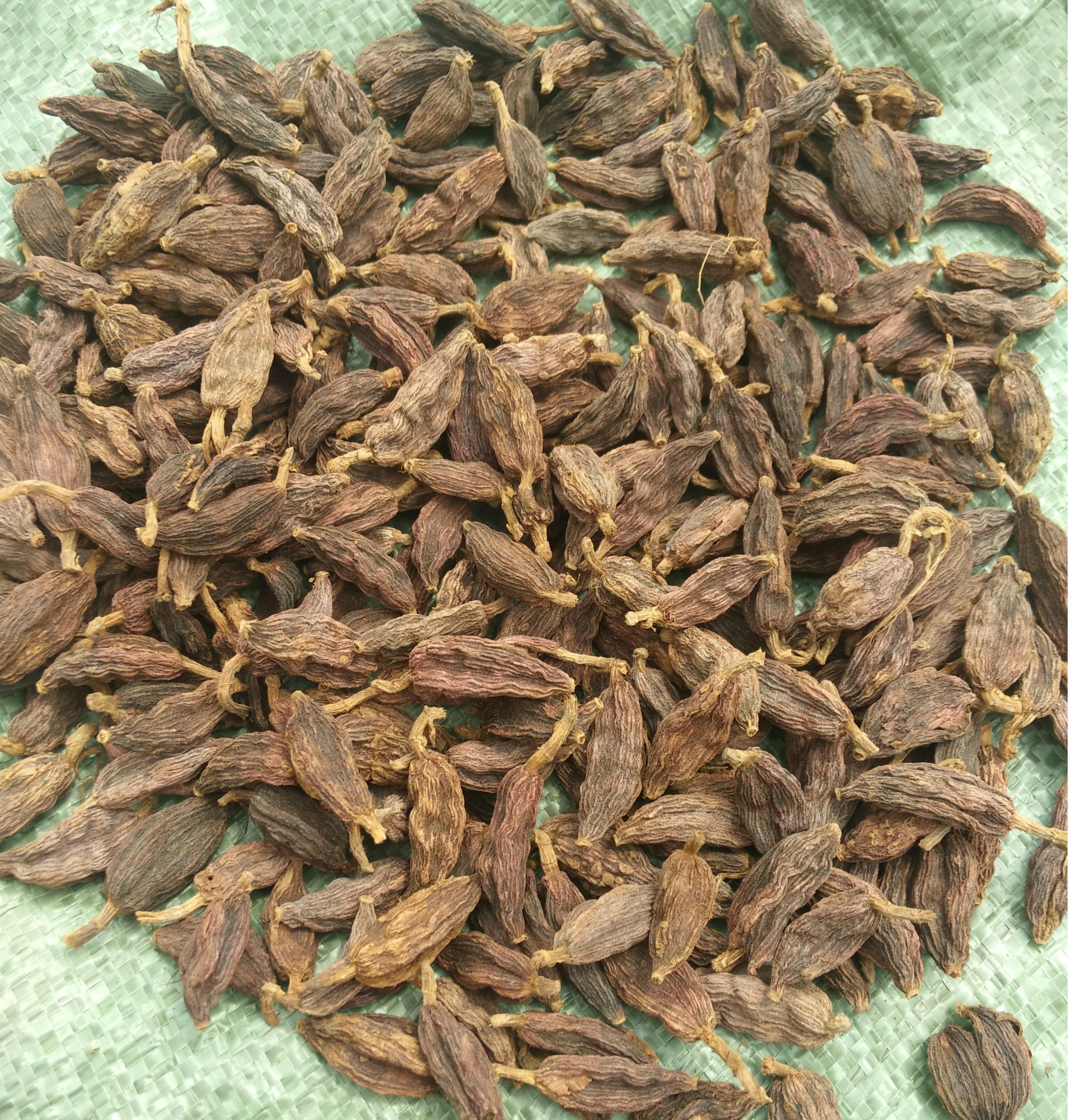 大草果替代品野草果 小草果 山草果 洋合果 洋火果 洋草果