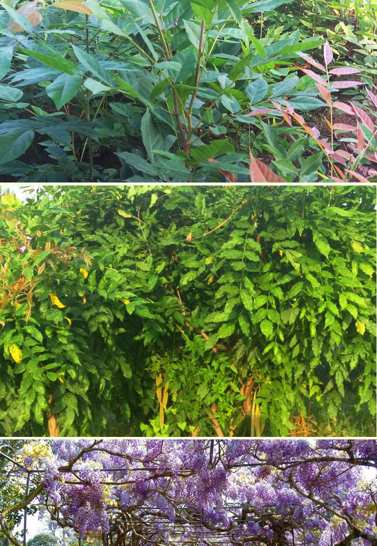 紫藤树苗 大紫藤多花紫藤苗 庭院观花藤本植物 规格齐全 工.