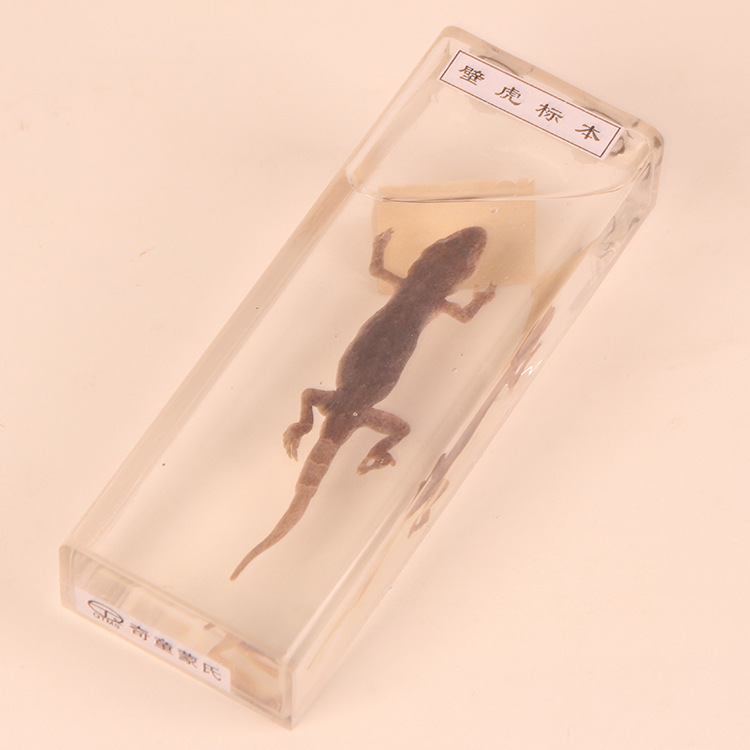 厂家直销 "壁虎标本"生物科学教具婴幼儿童益智类玩教具