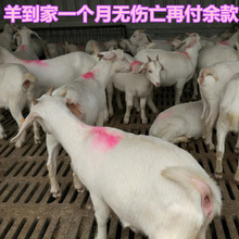 先养再付款 浙江白山羊的价格在线咨询 买白山羊羔免费运到家