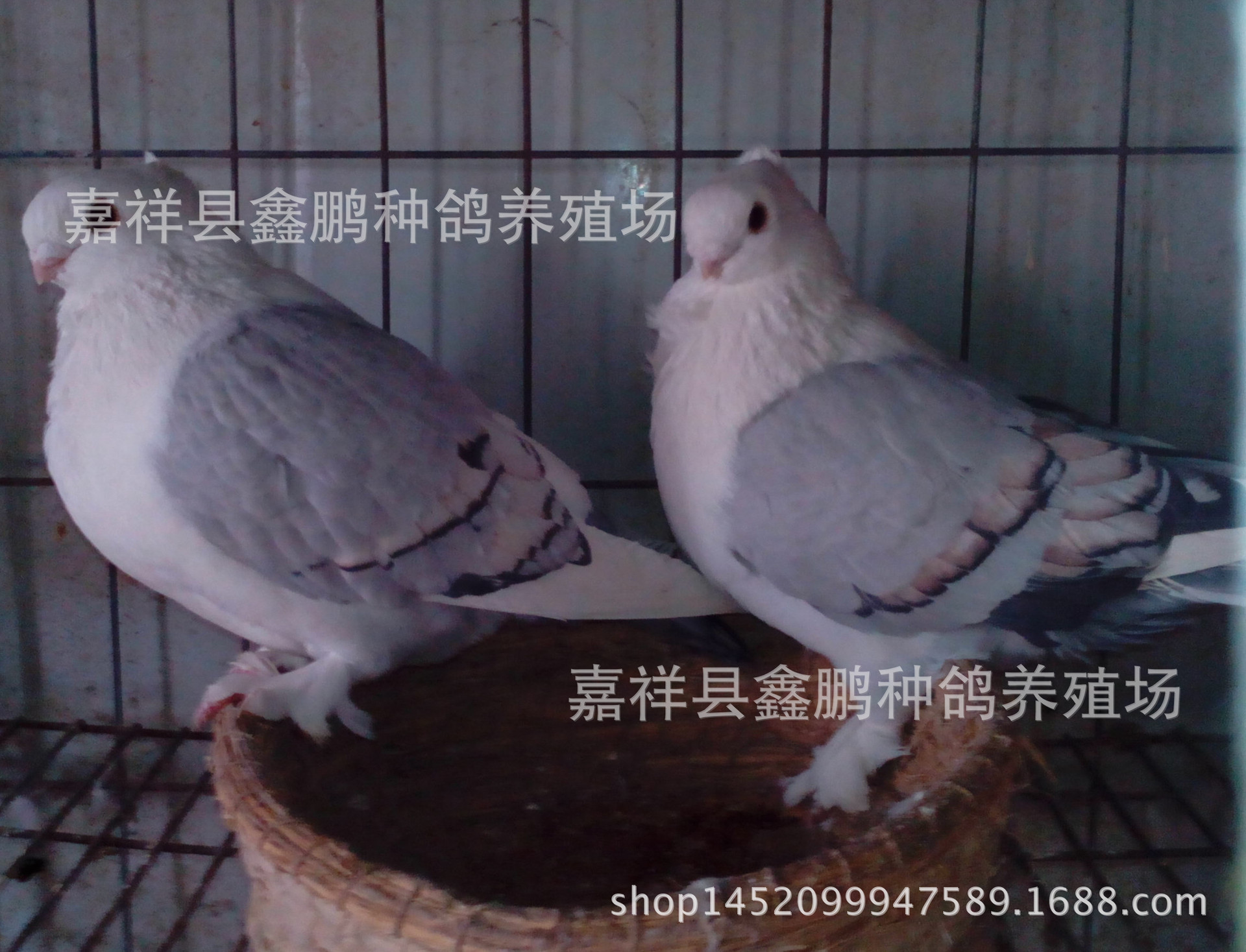 东方淑女鸽_观赏鸽品种:东方淑女鸽格是多少