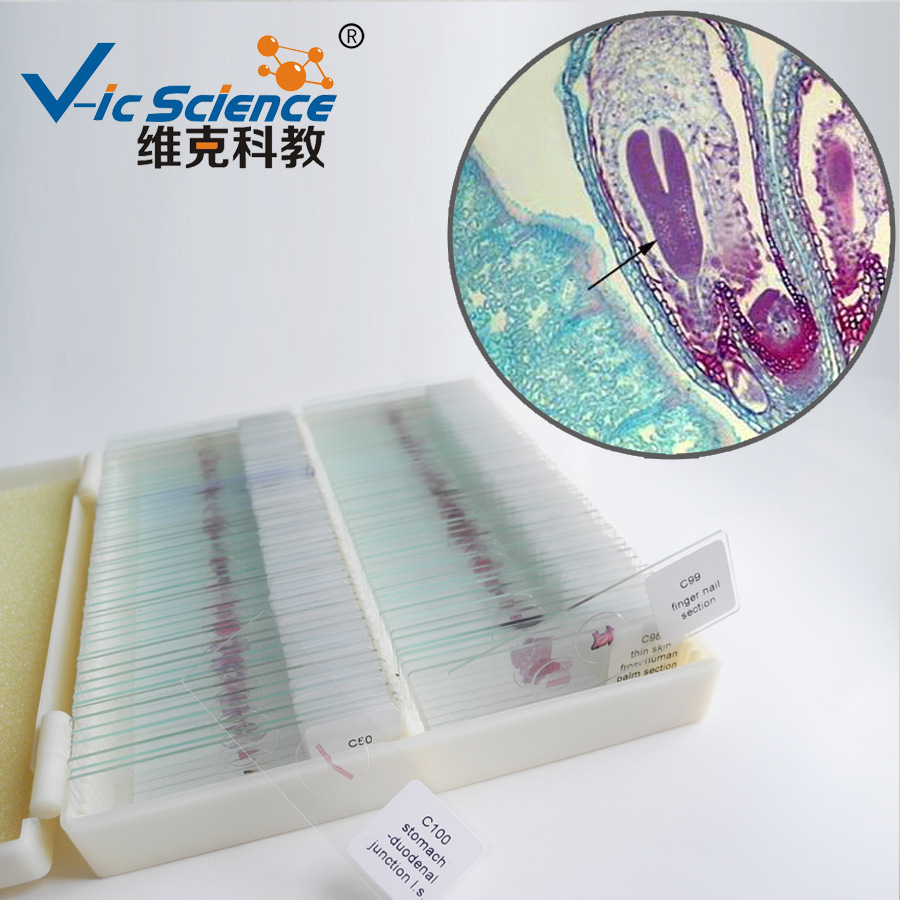 荠菜鱼雷胚切片 生物切片 植物类 胚及果实 显微镜用