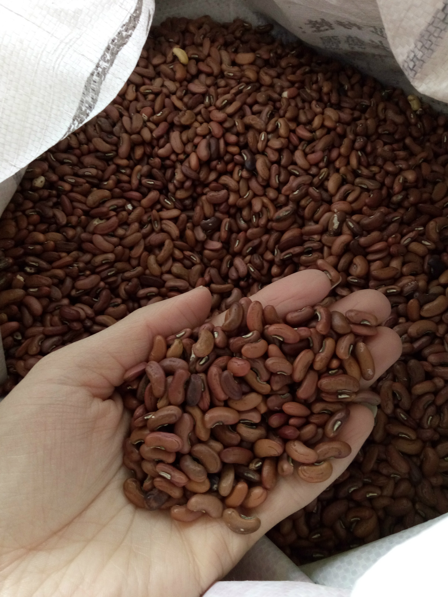 美国无架豆长豆角 f50豇豆种子批发 春