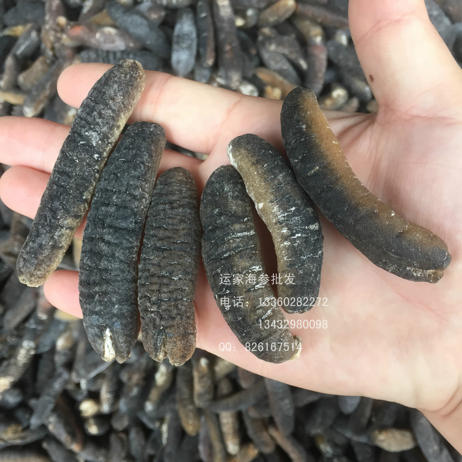 批发明秃参白沙参白玉参 50头肉厚滑口电白海参批发