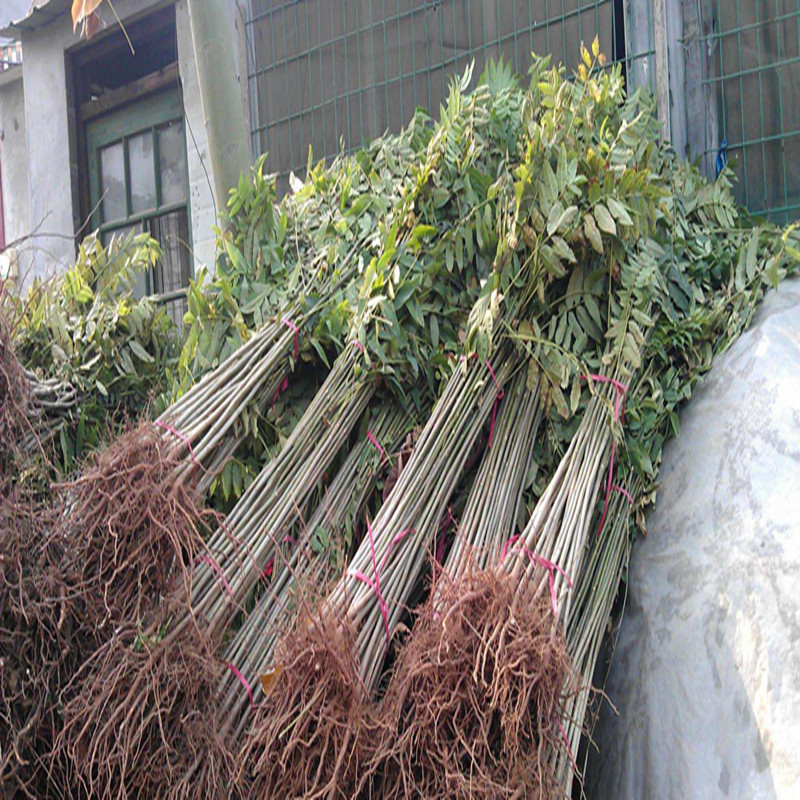 大棚红油香椿苗基地 批发1公分大棚香椿苗 露天香椿苗 现挖现卖