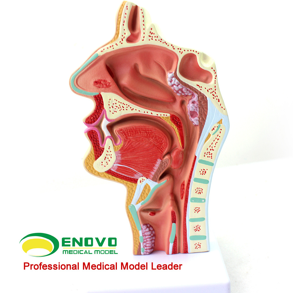 enovo人体鼻腔咽喉解剖模型鼻咽腔病理模型耳鼻喉科模型