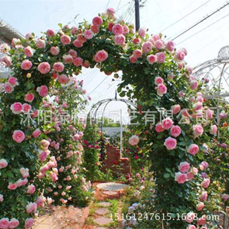 批发藤本月季花 欧月 粉龙 龙沙宝石 盆栽精品欧洲月季