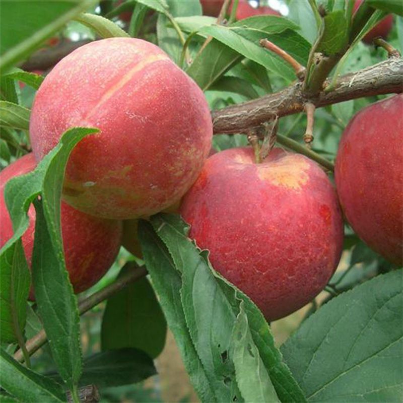 山东嫁接嫁接李子苗 当年嫁接李子树苗 袭人香速生李子苗图片