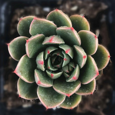 圣路易斯韩国多肉多肉植物创意绿植盆栽防辐射组合花卉