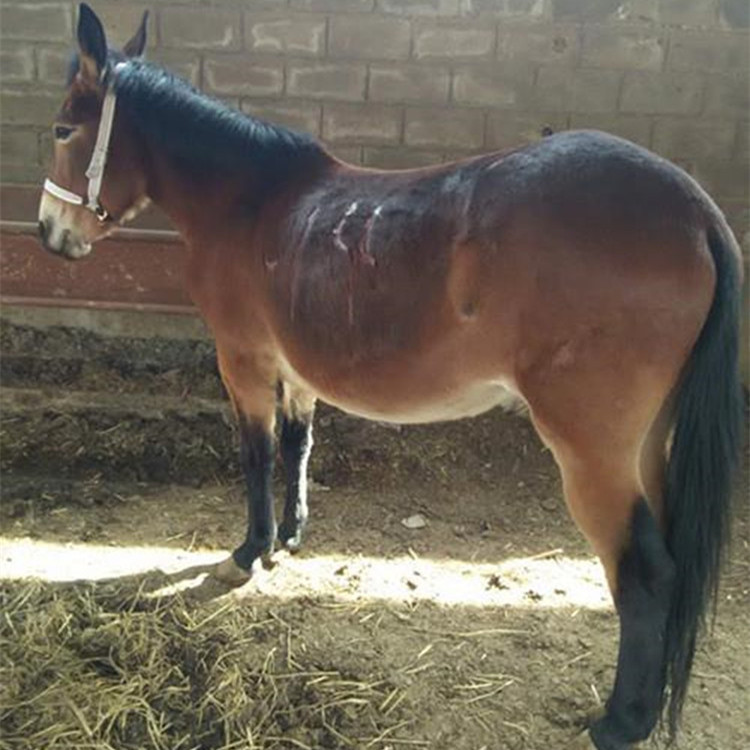 能拉车的马骡多少钱,一匹800斤的大骡子什么价格