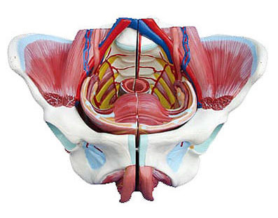 供应高级女性骨盆附生zhi器与血管神经模型医学教学解剖模型