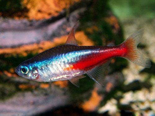 红绿灯鱼 红绿灯 灯鱼 热带鱼 观赏鱼 灯科鱼 群游鱼 闯缸鱼